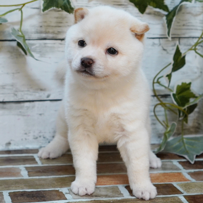 11月9日生まれの白色の小さめの豆柴の男の子♪