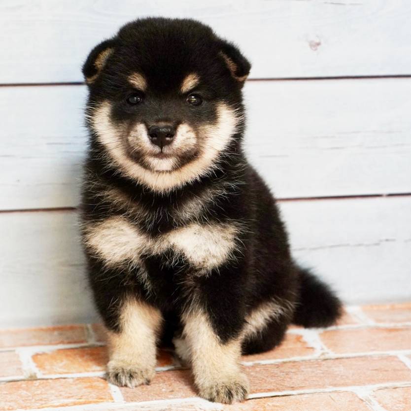 8月15日生まれの黒色の極小豆柴の男の子♪