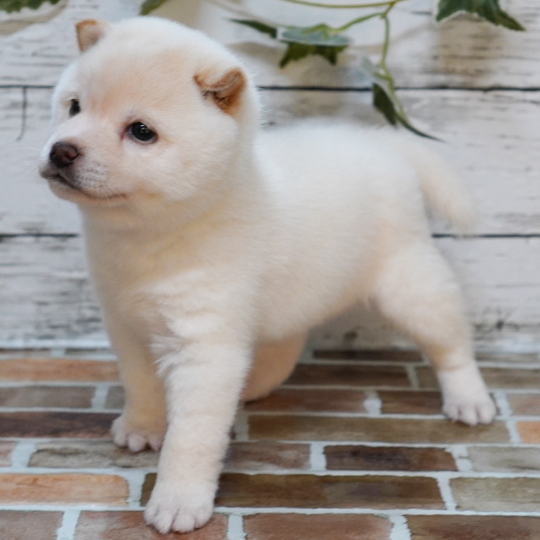 11月9日生まれの白色の小さめの豆柴の男の子♪