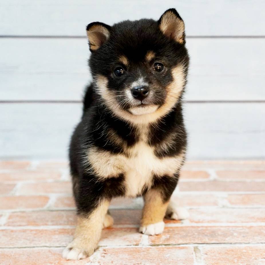 黒色の極小豆柴の女の子です