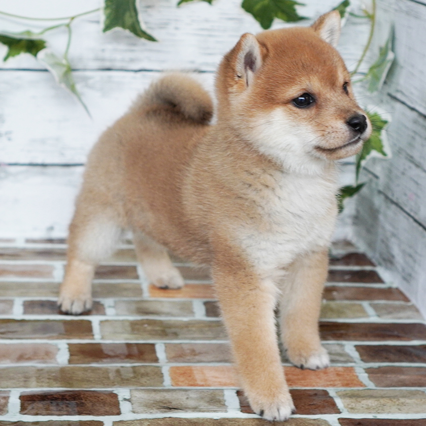 11月23日生まれの赤色の小さめの豆柴の男の子♪