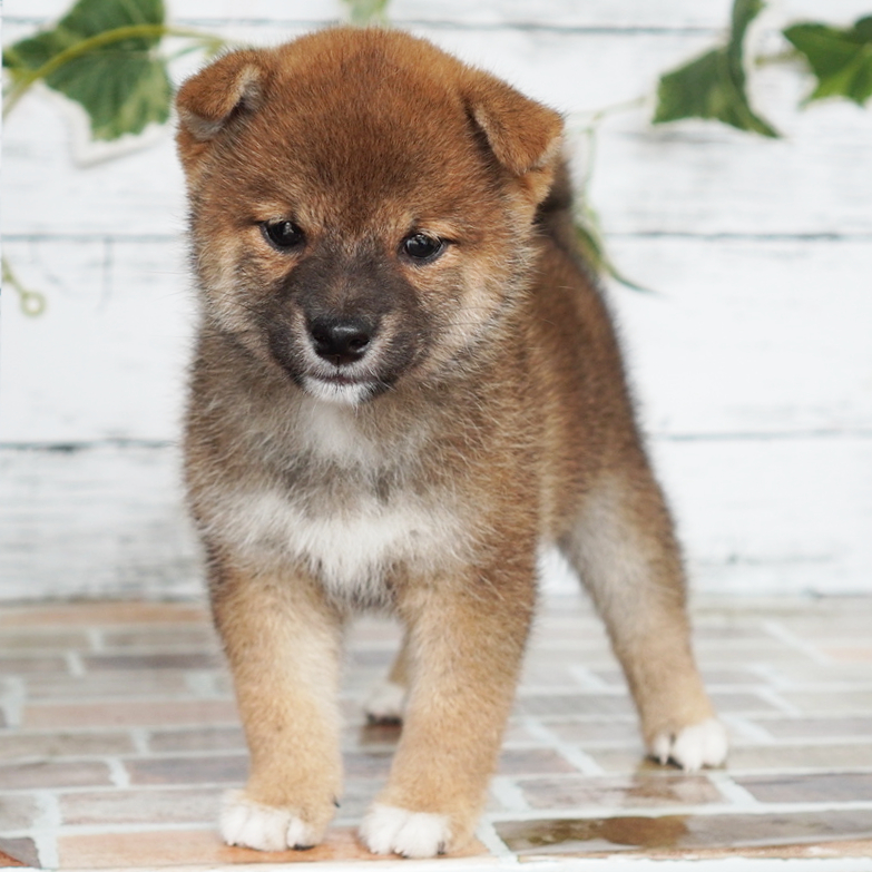 4月12日生まれの赤色の小さめの豆柴の男の子♪