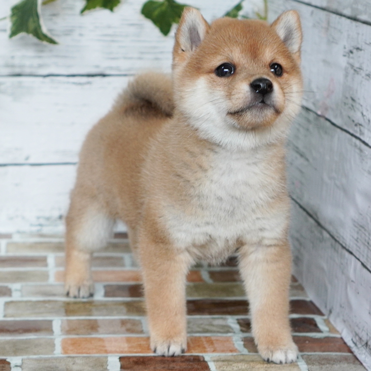 11月23日生まれの赤色の小さめの豆柴の男の子♪