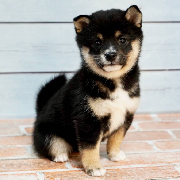 8月23日生まれの黒色の極小豆柴の女の子♪