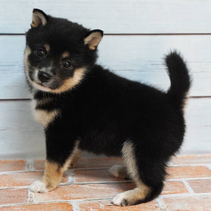 8月23日生まれの黒色の極小豆柴の女の子♪