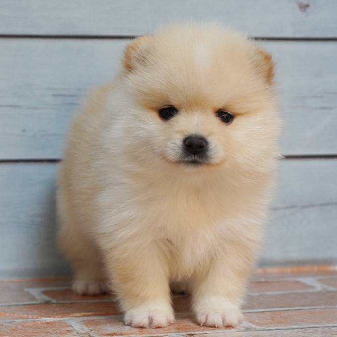 白色の豆柴ハーフの女の子です