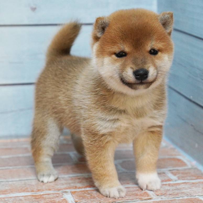 9月6日生まれの赤色の小さめの豆柴の女の子♪