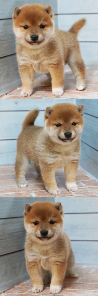 2025年9月6日生まれの赤色の小さめの豆柴の女の子の写真