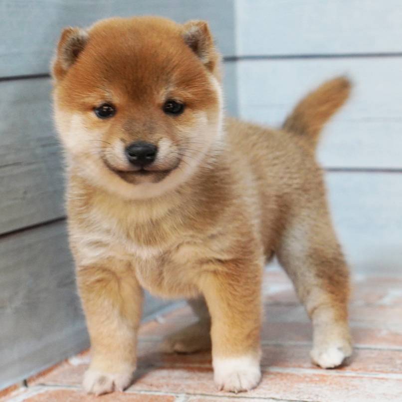 赤色の小さめの豆柴の女の子です