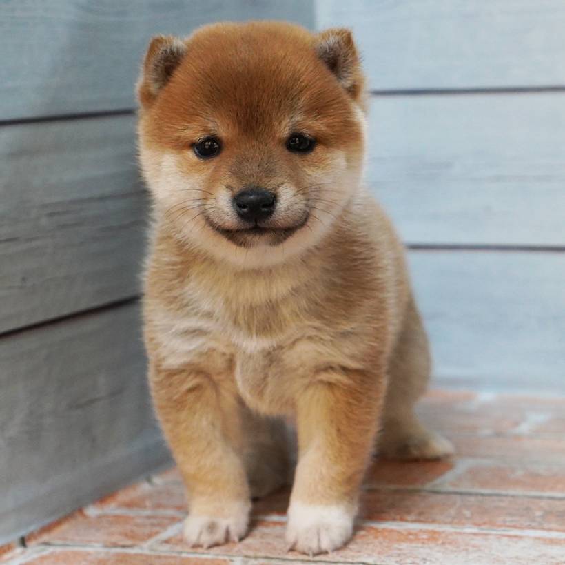 9月6日生まれの赤色の小さめの豆柴の女の子♪