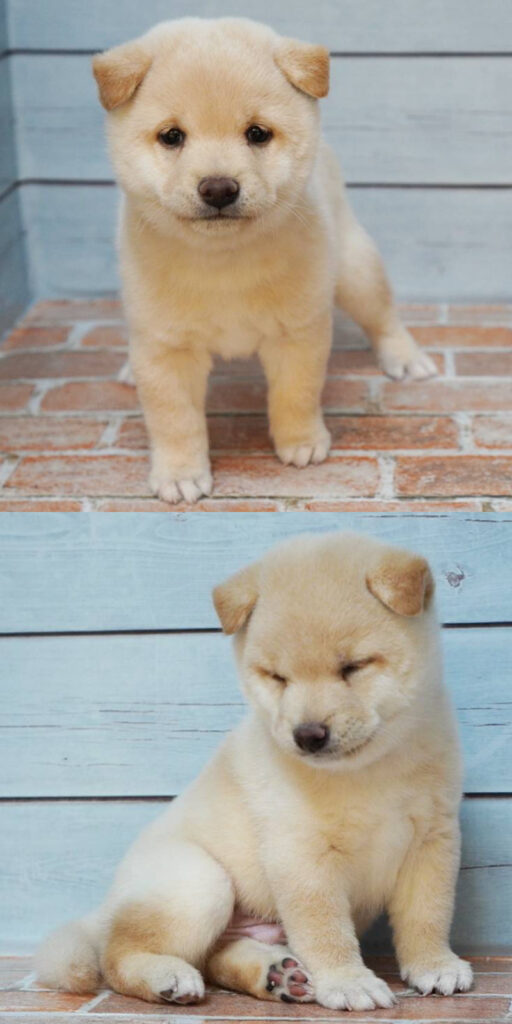 2025年9月13日生まれの白色の豆柴の男の子の写真