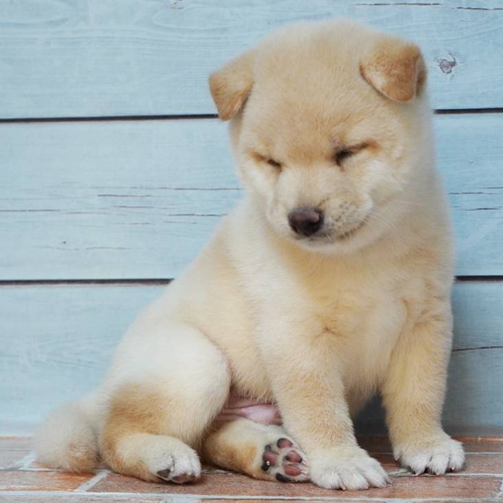 9月13日生まれの白色の豆柴の男の子♪