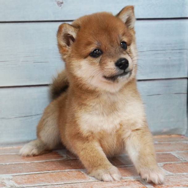 9月26日生まれの赤色の小さめの豆柴の男の子♪