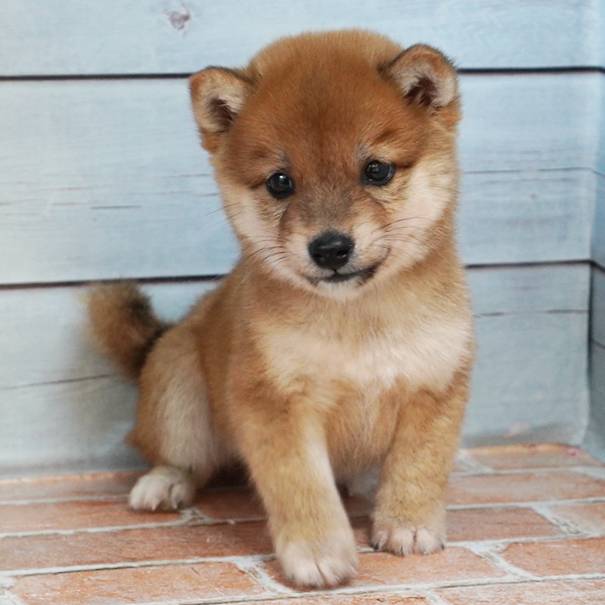 9月26日生まれの赤色の小さめの豆柴の男の子♪