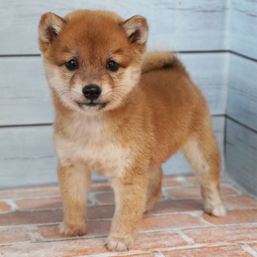 赤色の小さめの豆柴の男の子です