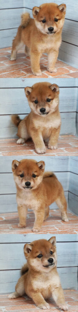 2025年9月26日生まれの赤色の小さめの豆柴の男の子の写真