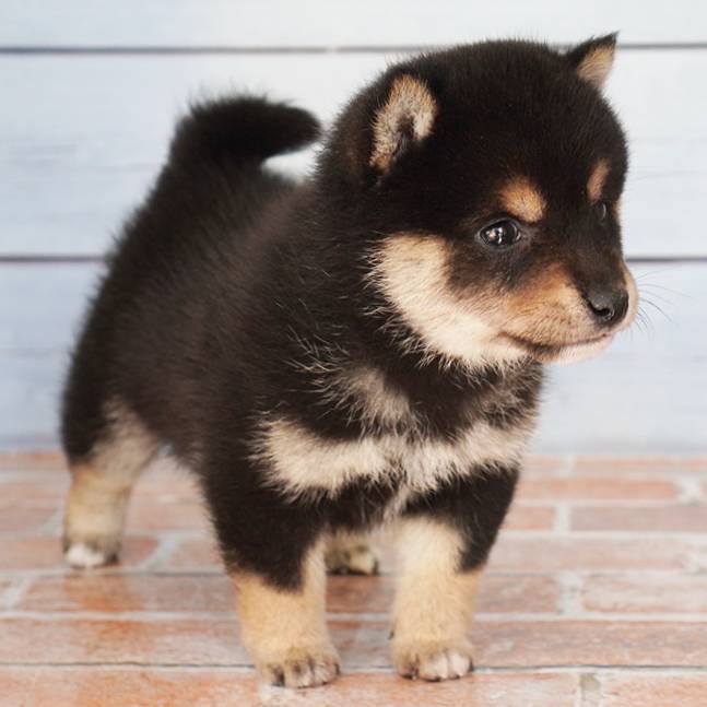 10月4日生まれの黒色の小さめの豆柴の男の子♪