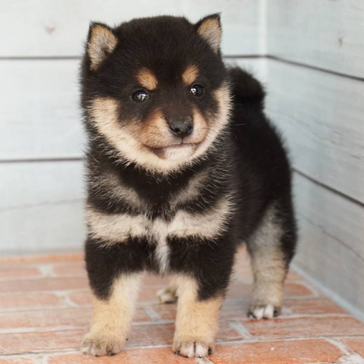 お店にいる豆柴たち