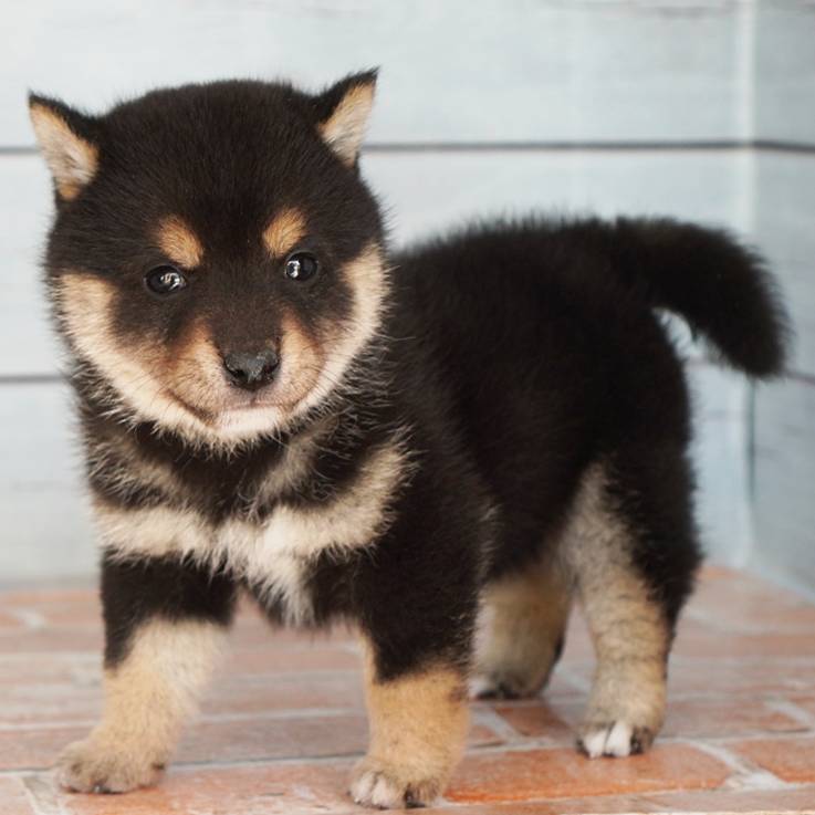 10月4日生まれの黒色の小さめの豆柴の男の子♪