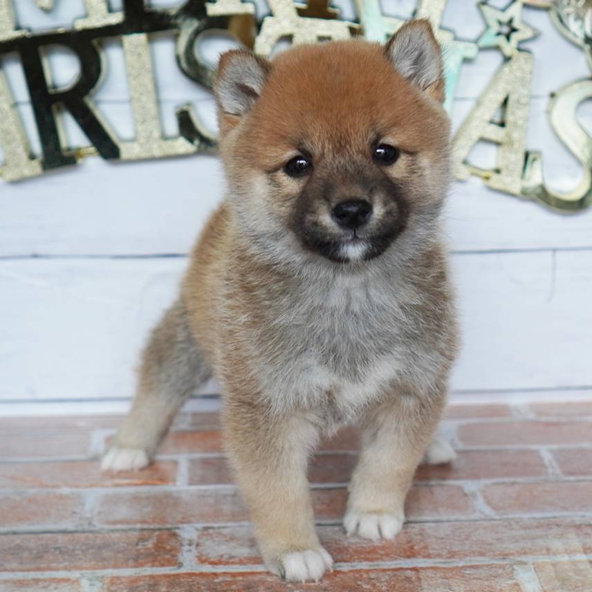 10月18日生まれの赤色の豆柴の男の子♪