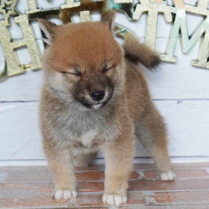 10月18日生まれの赤色の豆柴の男の子♪