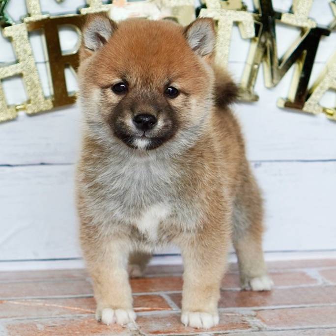 赤色の豆柴の男の子です