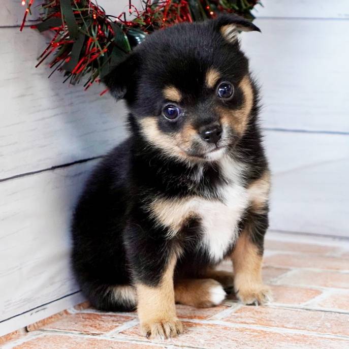10月18日生まれの黒色の豆柴ハーフの女の子♪