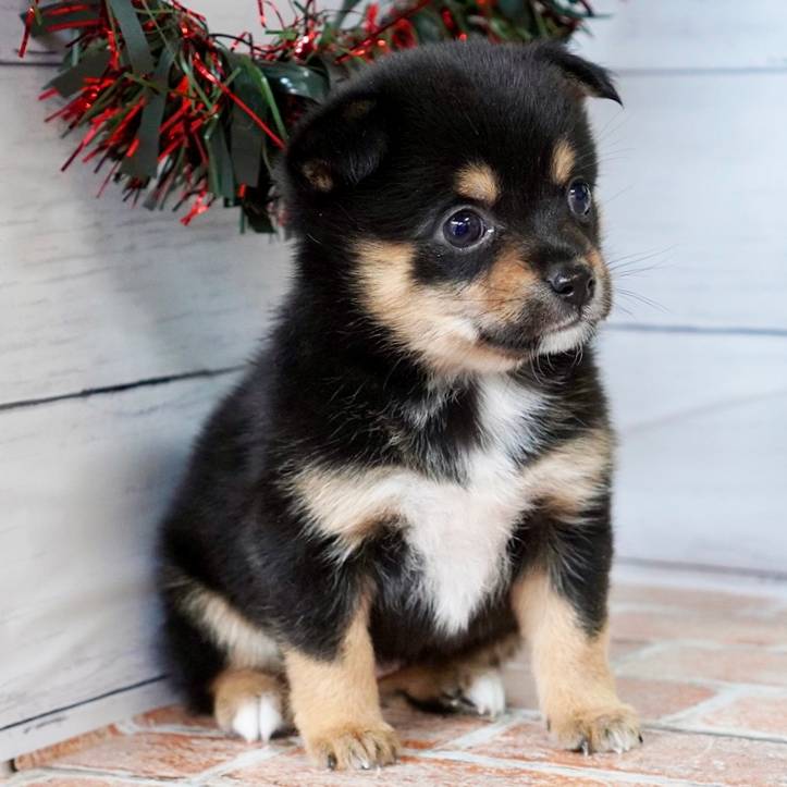 10月18日生まれの黒色の豆柴ハーフの女の子♪