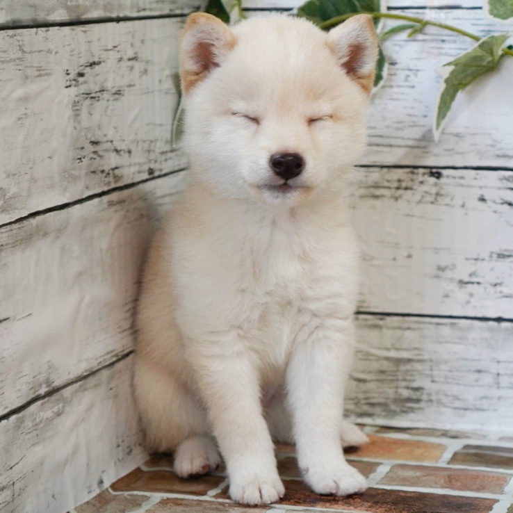 12月9日生まれの白色の小さめの豆柴の男の子♪