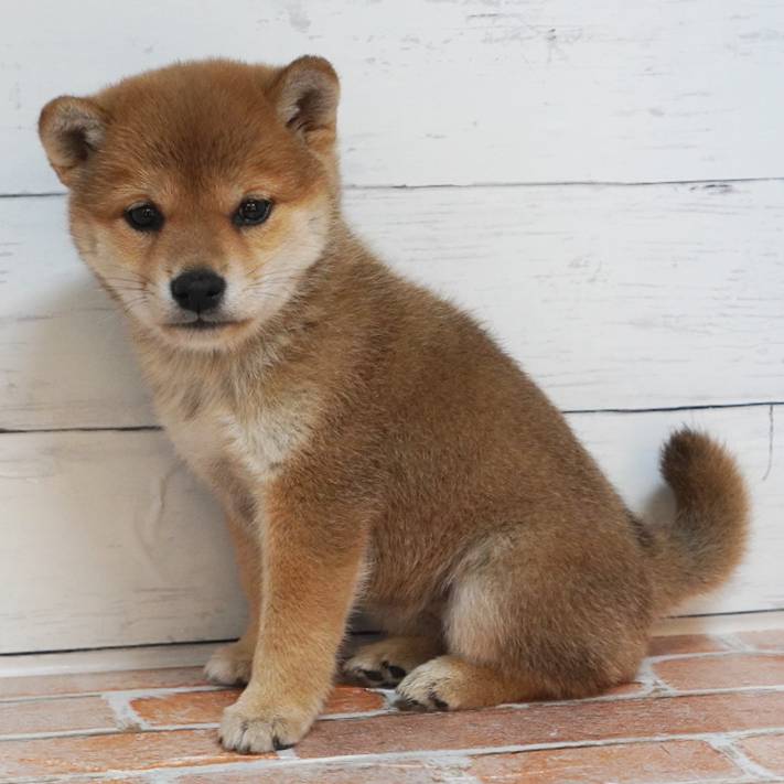 11月7日生まれの赤色の豆柴の女の子♪