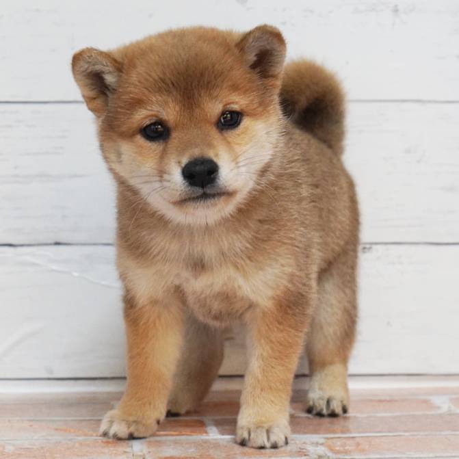 赤色の豆柴の女の子です