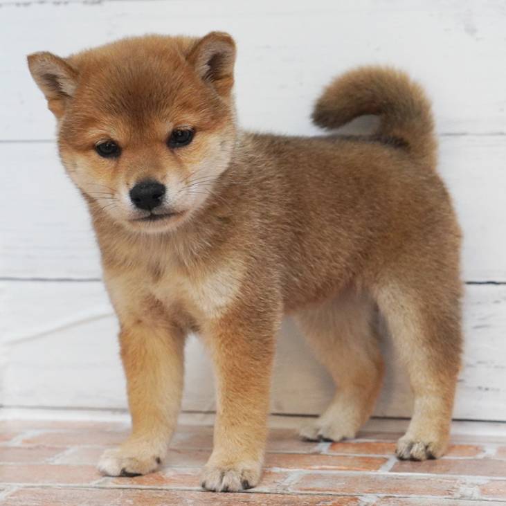 11月7日生まれの赤色の豆柴の女の子♪