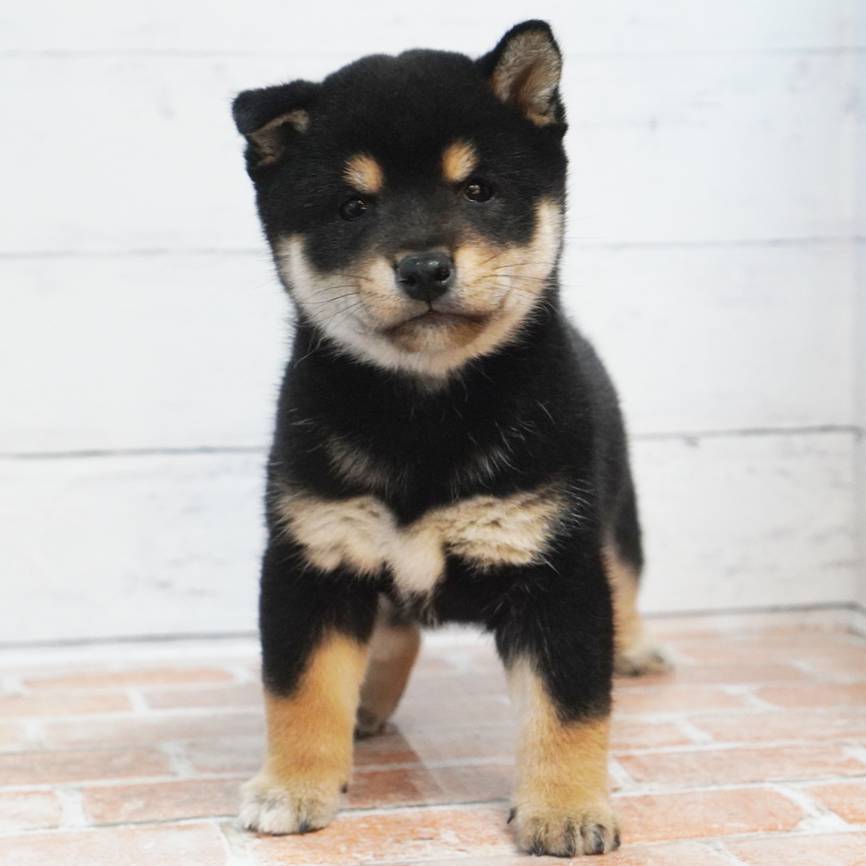 11月11日生まれの黒色の豆柴の男の子♪