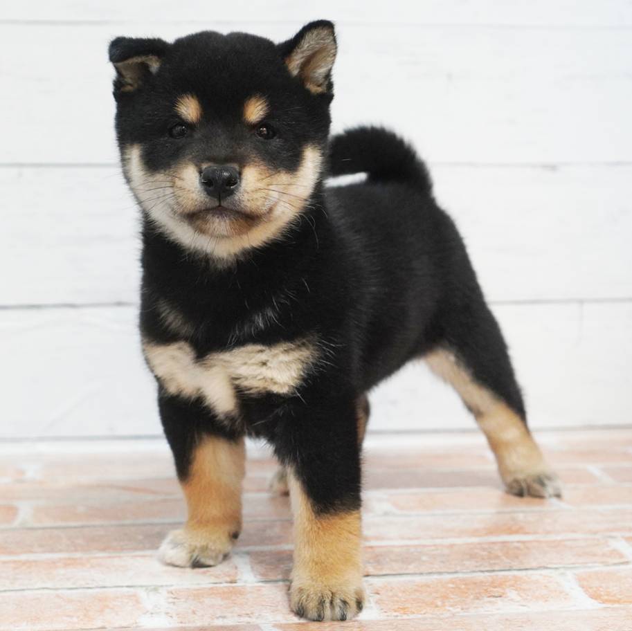 黒色の豆柴の男の子です