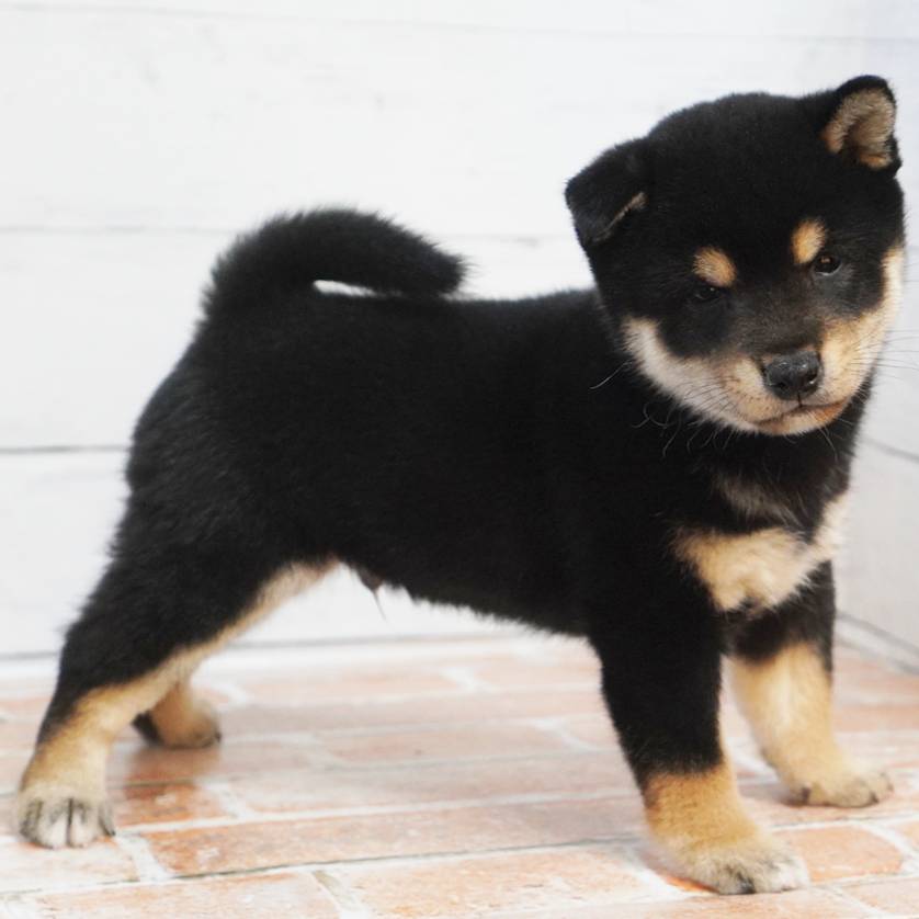 11月11日生まれの黒色の豆柴の男の子♪