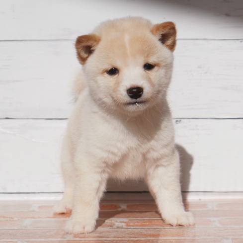 11月8日生まれの白色の極小豆柴の男の子♪