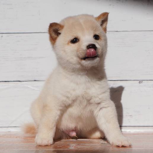 11月8日生まれの白色の極小豆柴の男の子♪