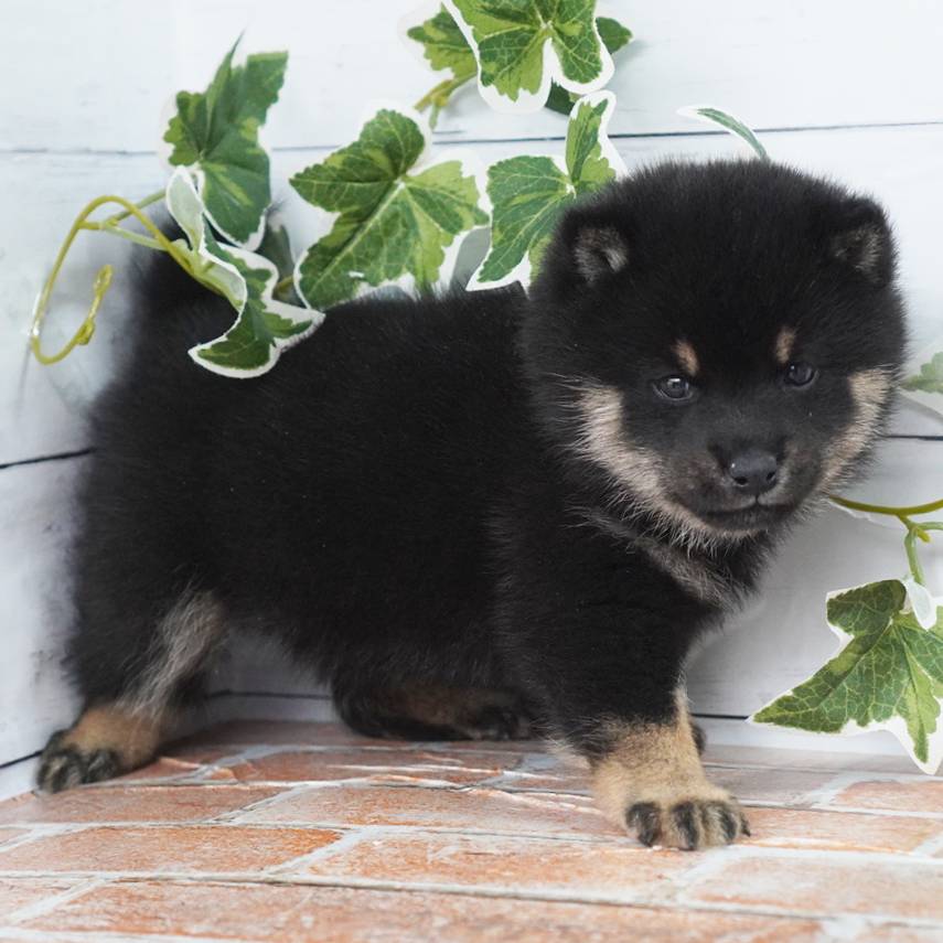 11月21日生まれの黒色の極小豆柴の男の子♪