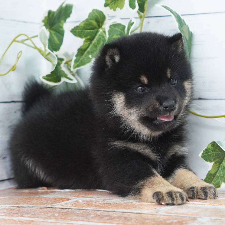 11月21日生まれの黒色の極小豆柴の男の子♪