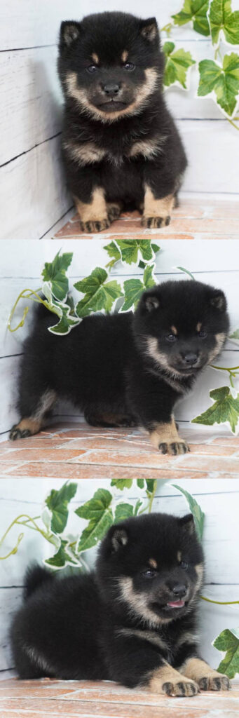 2025年11月21日生まれの黒色の極小豆柴の男の子の写真