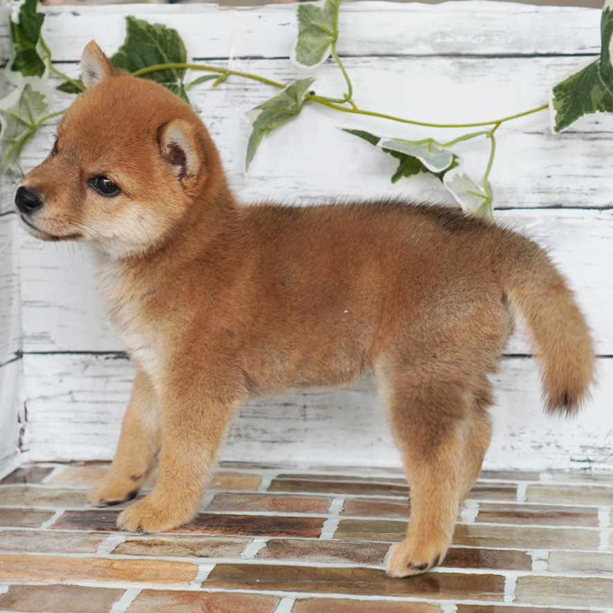 1月28日生まれの赤色の極小豆柴の男の子♪