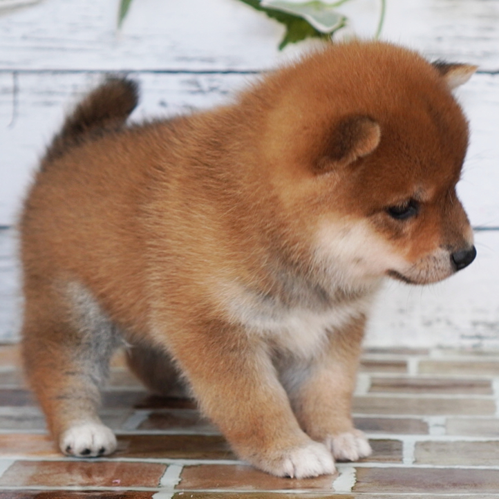 2月15日生まれの赤色の小さめの豆柴の男の子♪