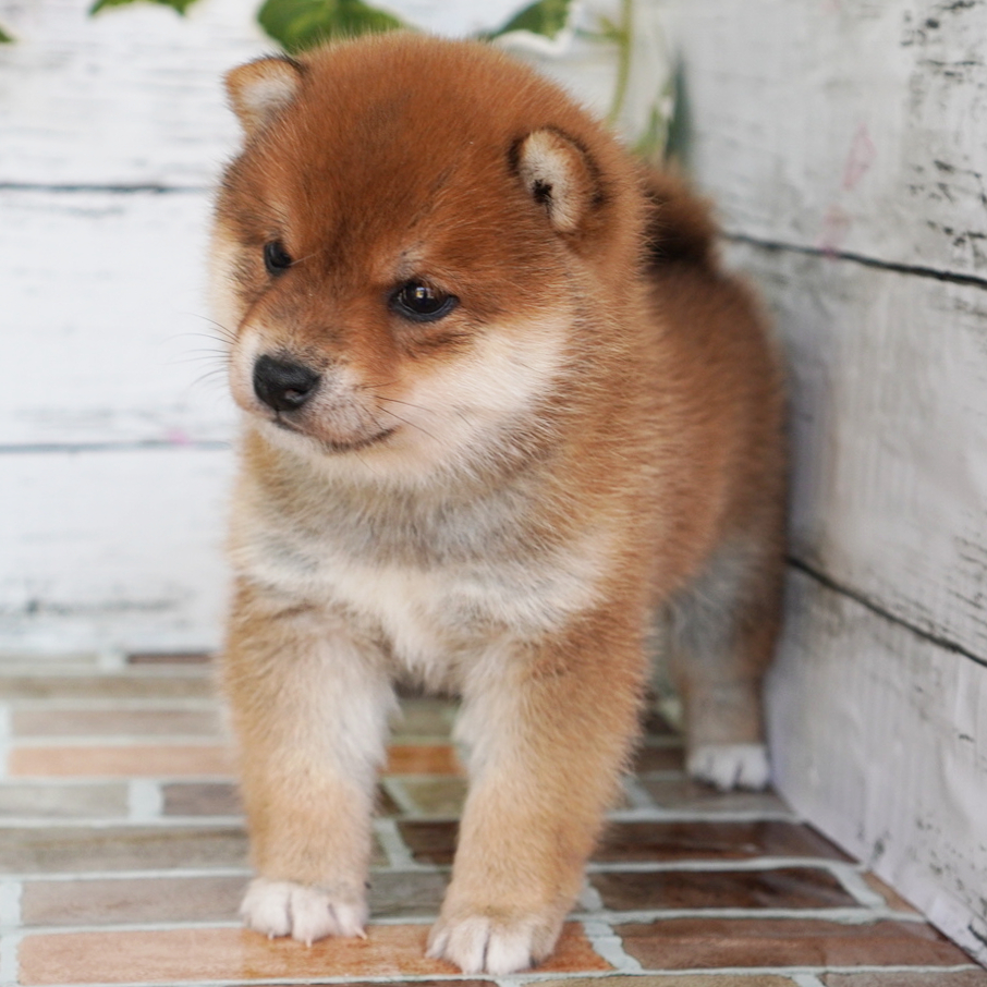 2月15日生まれの赤色の小さめの豆柴の男の子♪