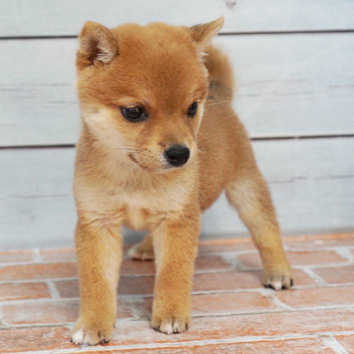 7月24日生まれの赤色の小さめの豆柴の男の子♪