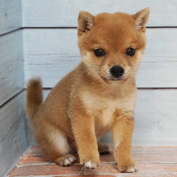 7月24日生まれの赤色の小さめの豆柴の男の子♪