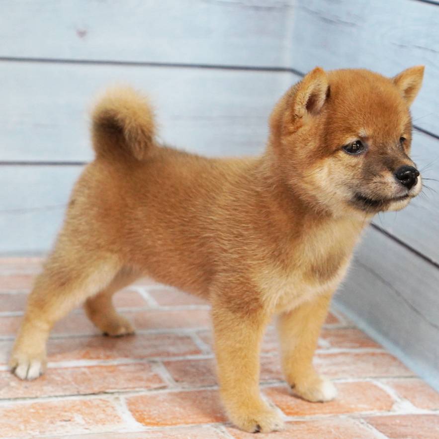 7月26日生まれの赤色の極小豆柴の女の子♪