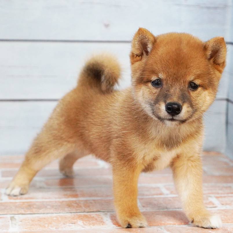 2025年7月26日生まれの赤色の極小豆柴の女の子の写真