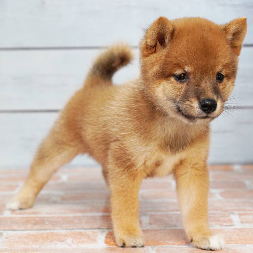 7月26日生まれの赤色の極小豆柴の女の子♪