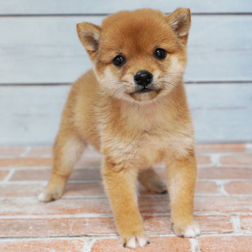 8月8日生まれの赤色の小さめの豆柴の女の子♪