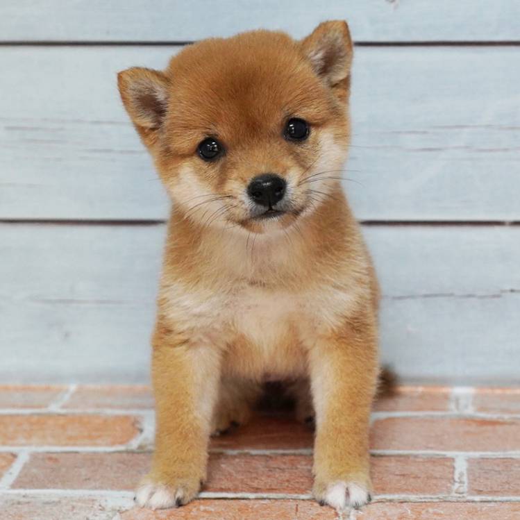 赤色の小さめの豆柴の女の子です